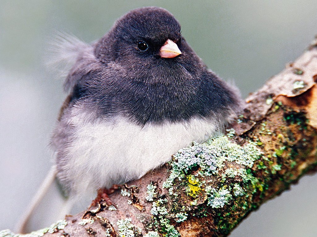 Dark-Eyed Junco